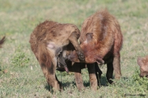Zwei Hyänen begrüßen sich
