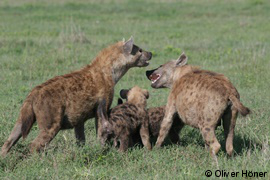 Junge Hyänen interagieren mit Erwachsenen
