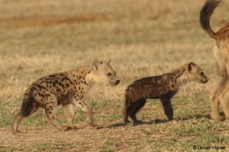 Zwei gleichaltrige Hyänenjunge